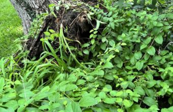How Do You Prune Lower Branches Of Trees?
