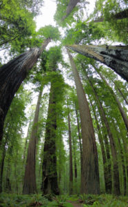How Much Does It Cost To Cut A 100 Foot Tree
