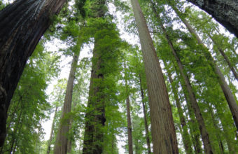 How Much Does It Cost To Cut A 100 Foot Tree?
