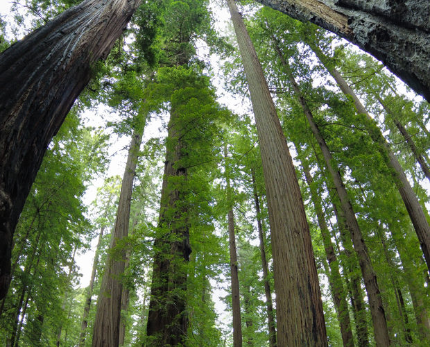 How Much Does It Cost To Cut A 100 Foot Tree?