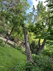 Is It Okay To Trim Trees In The Summer