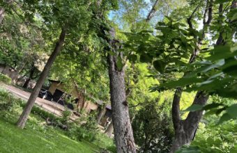 Is It Okay To Trim Trees In The Summer?