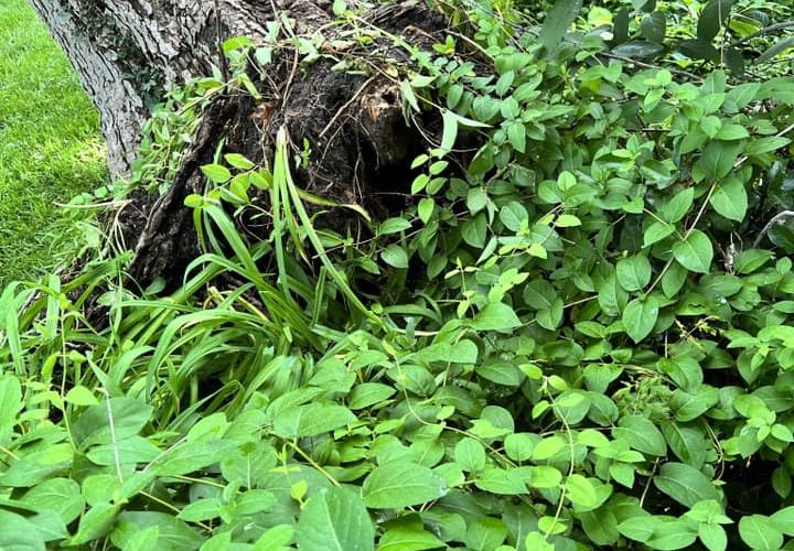 Should Large Trees Be Trimmed?