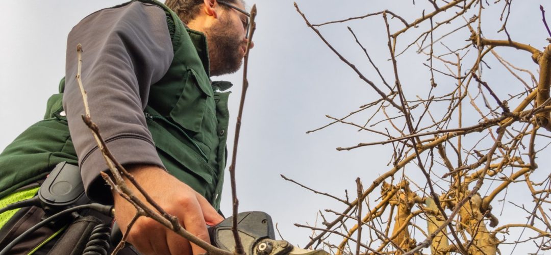 Should You Trim Lower Branches On Trees?