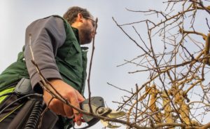 Should You Trim Lower Branches On Trees