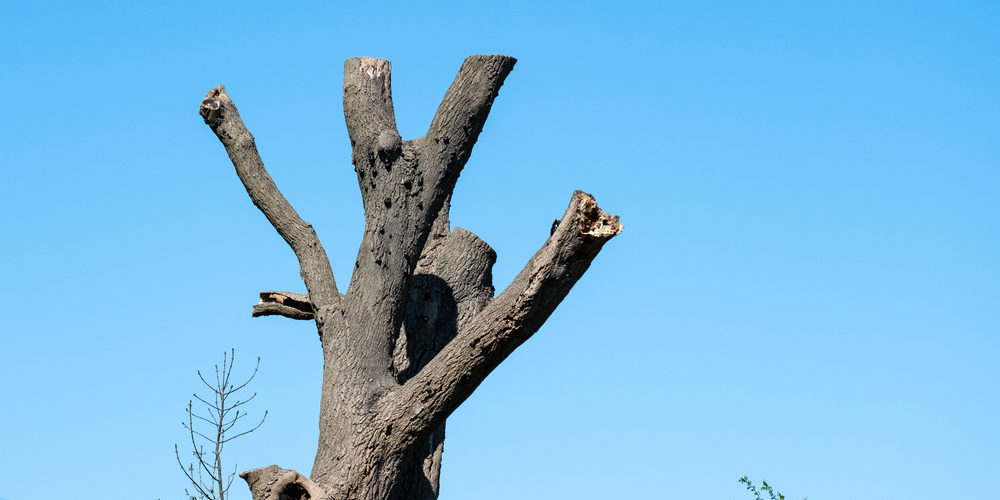 What Is Drop Crotching?