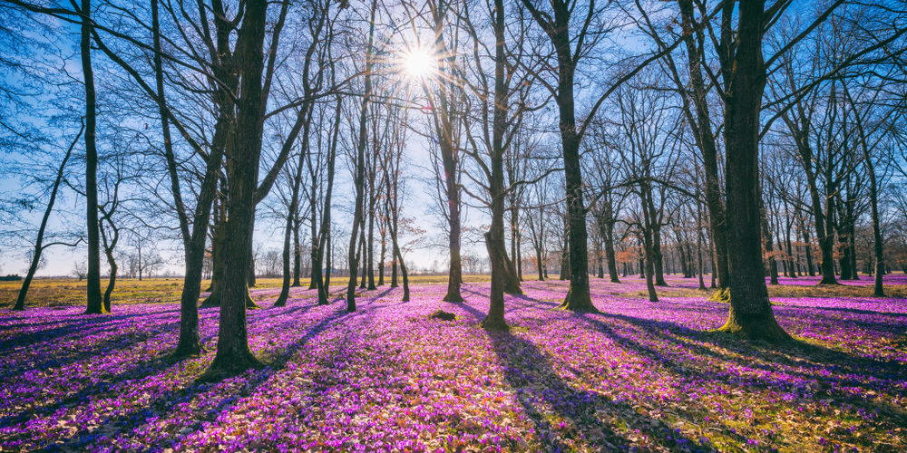 What Month Can You Cut Down Trees?