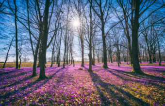 What Month Can You Cut Down Trees?