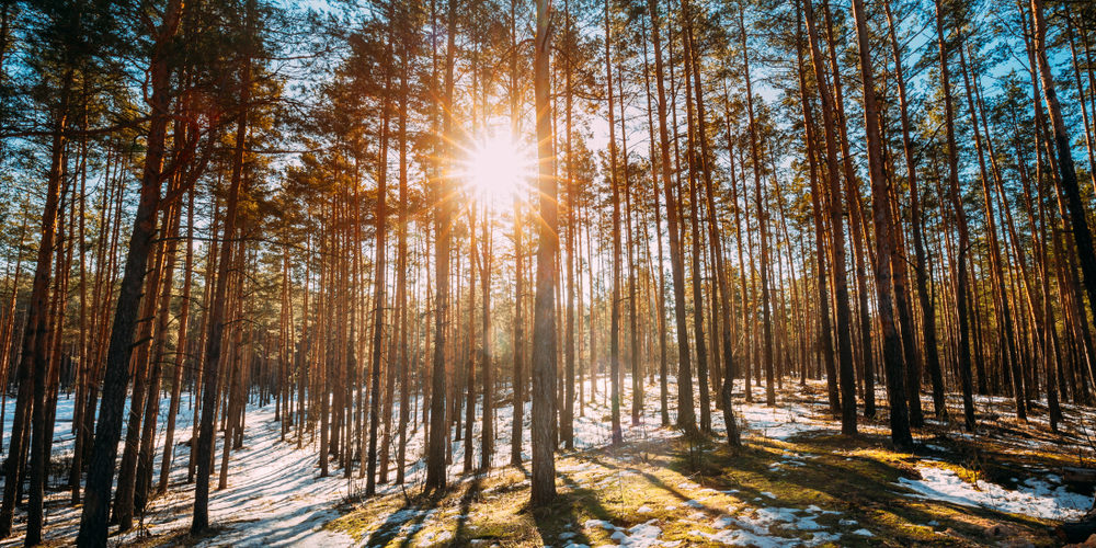 What Month Is It Best To Trim Tree Branches?