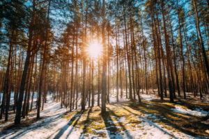 What Month Is It Best To Trim Tree Branches