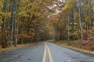 What Month Is It Best To Trim Tree Branches