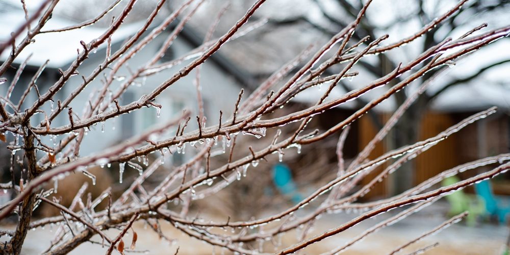 What Time Of Year Should Trees Be Pruned?