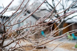 What Time Of Year Should Trees Be Pruned