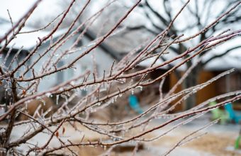 What Time Of Year Should Trees Be Pruned?