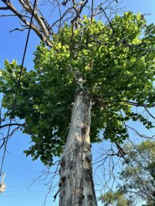 What Tree Owns Its Own Property