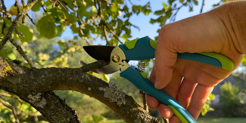 Which Branches To Prune?