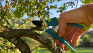 Which Branches To Prune