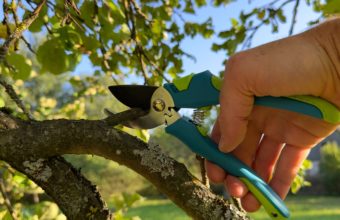 Which Branches To Prune?
