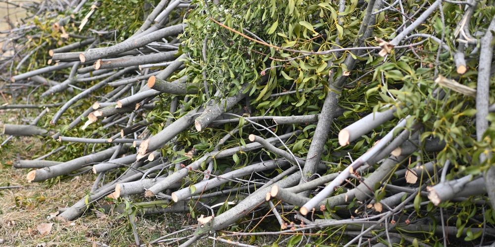 Which Type Of Pruning Should Be Avoided And Why?