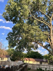 Who Is The Richest Tree