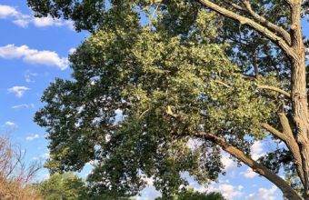 Who Is The Richest Tree?