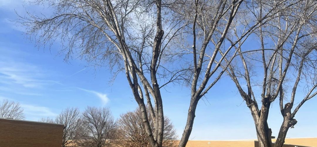 Who Is The Richest Tree In The World?