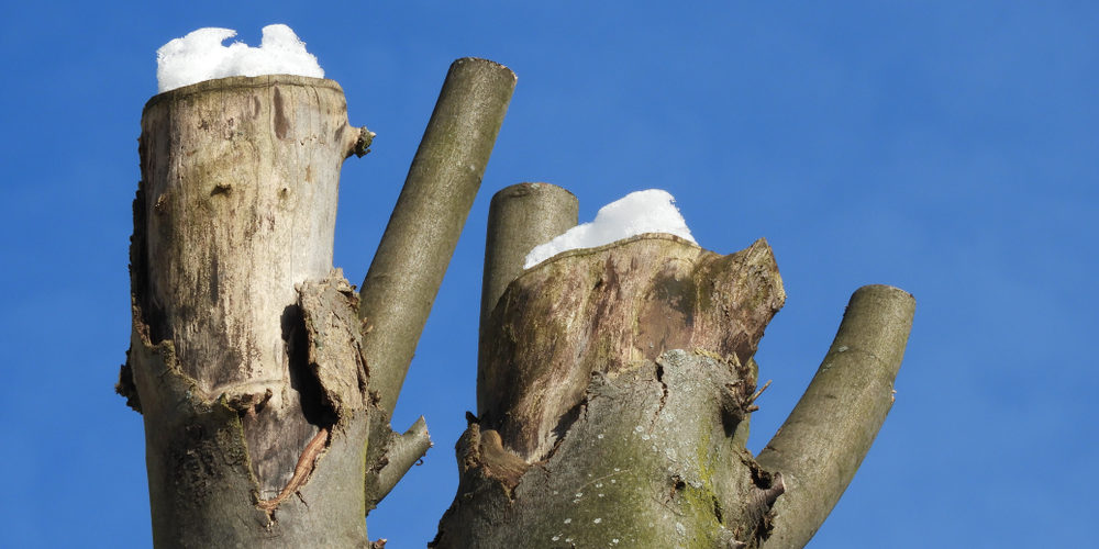 Why Do Farmers Cut The Top Of Trees?