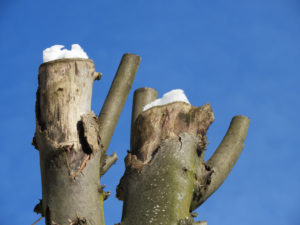 Why Do Farmers Cut The Top Of Trees