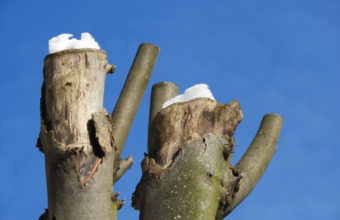 Why Do Farmers Cut The Top Of Trees?