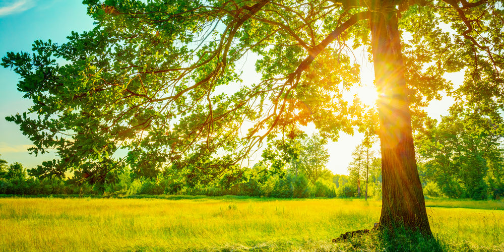 Why Not Prune Trees In Summer?