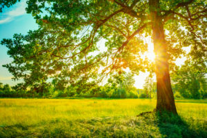 Why Not Prune Trees In Summer