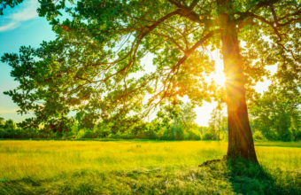 Why Not Prune Trees In Summer?
