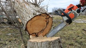 Why You Shouldn't Cut Down Trees