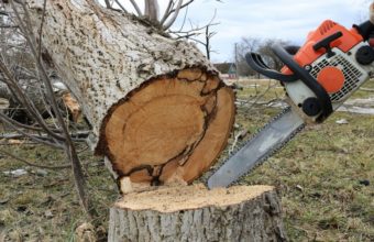 Why You Shouldn’t Cut Down Trees?