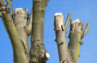 Will Over-Pruned Tree Grow Back?