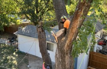 Can You Cut The Height Of A Tree?
