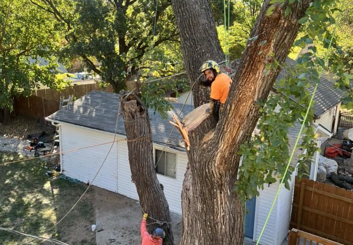 Can You Cut The Height Of A Tree?