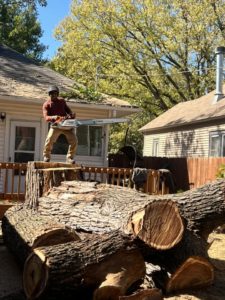 Can You Trim A Tree Without Killing It