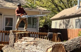 Can You Trim A Tree Without Killing It?