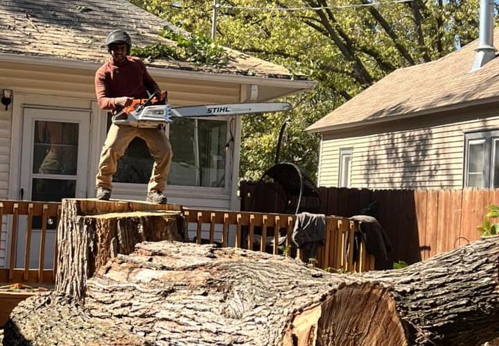 Can You Trim A Tree Without Killing It?