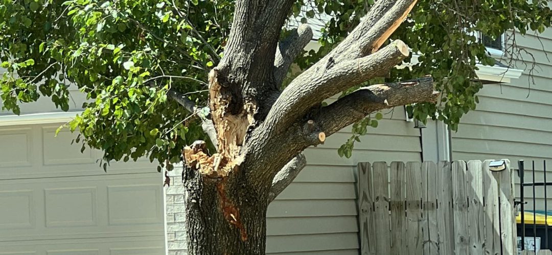 Does The Tree That Owns Itself Pay Taxes?