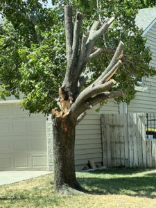 Does The Tree That Owns Itself Pay Taxes