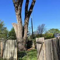 Does Topping A Tree Stop Root Growth?