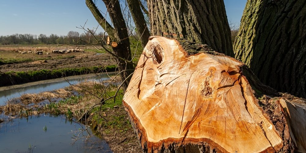 Does Trimming A Tree Make It Stronger?