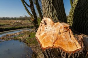 Does Trimming A Tree Make It Stronger