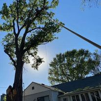 How Do You Prune Trees In The Summer?