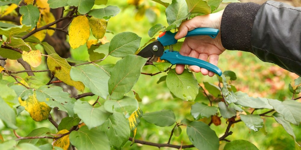 How Do You Tell If A Tree Needs To Be Trimmed?