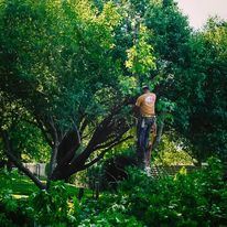 How Do You Trim A Tree Yourself?