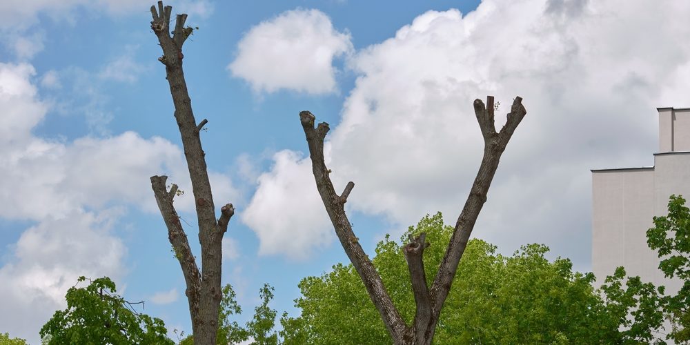 How Much Does It Cost To Top Off A Tree?