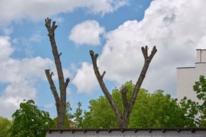 How Much Does It Cost To Top Off A Tree